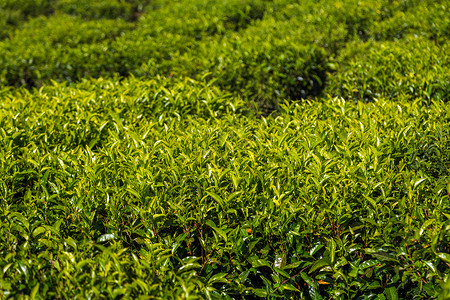 綠茶種植園 自然饋贈(zèng)，匠心臻品
