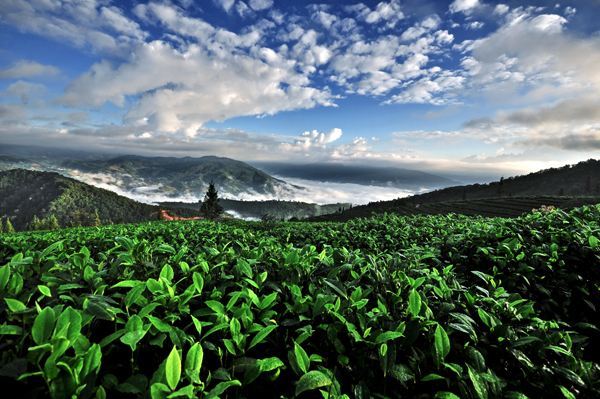 古樹茶 vs 臺(tái)地茶 一杯茶背后的生態(tài)、風(fēng)味與市場(chǎng)選擇
